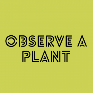 Ways to Nourish Your Soul: Observe a Plant