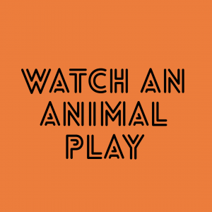 Ways to Nourish Your Soul: Watch an Animal Play